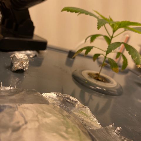 Unknown strain #1 growlog timeline photo