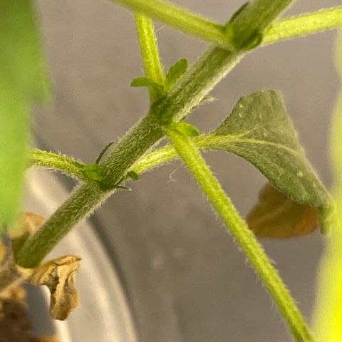 Unknown strain #1 growlog timeline photo