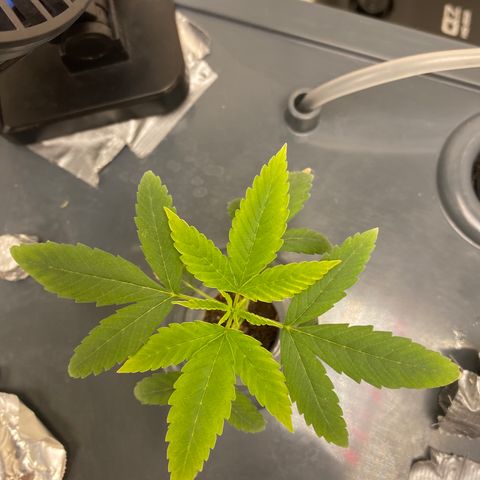 Unknown strain #1 growlog timeline photo