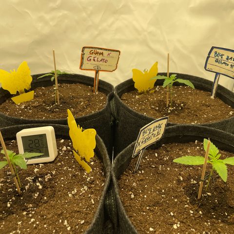 Guave x gelato 41 auto growlog timeline photo