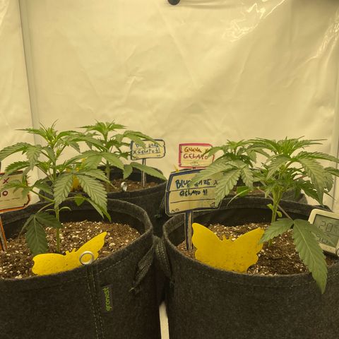Guave x gelato 41 auto growlog timeline photo