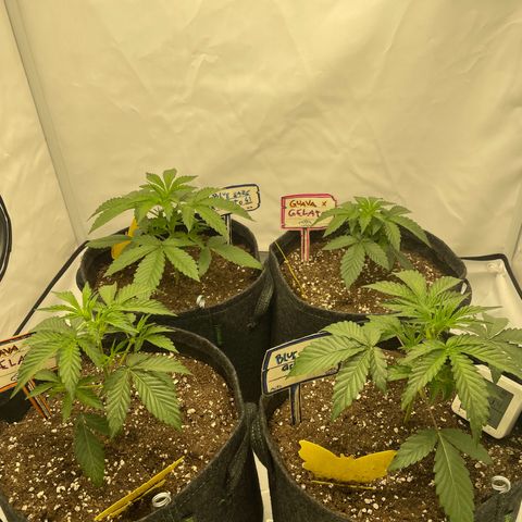 Guave x gelato 41 auto growlog timeline photo