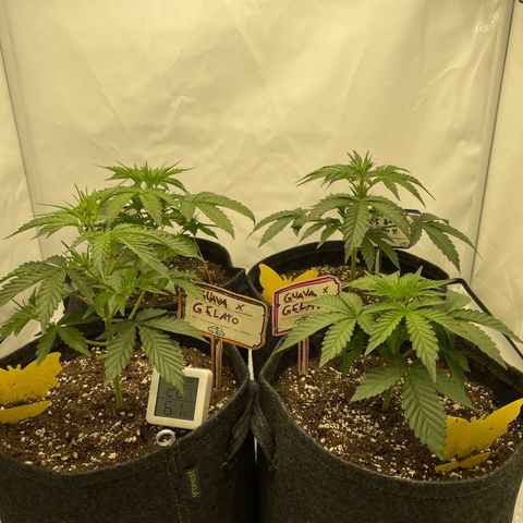 Guave x gelato 41 auto growlog timeline photo