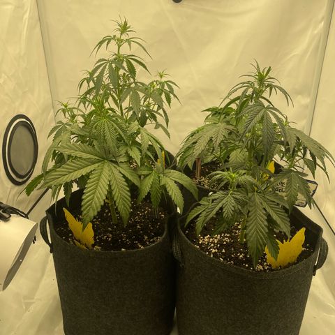 Guave x gelato 41 auto growlog timeline photo