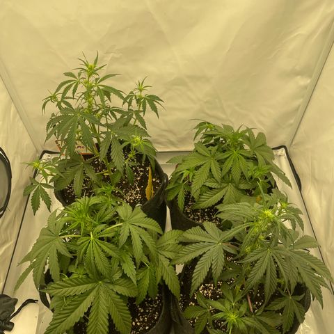 Guave x gelato 41 auto growlog timeline photo