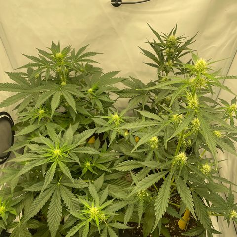 Guave x gelato 41 auto growlog timeline photo