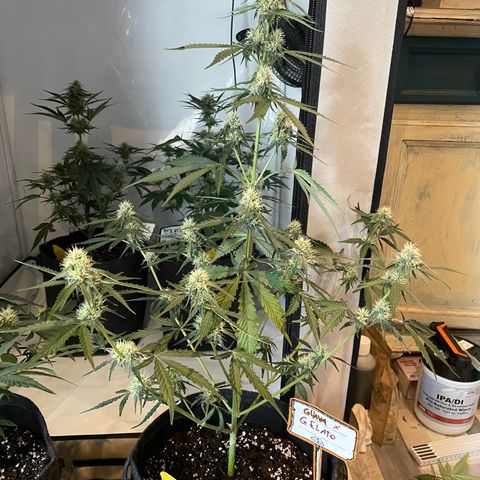 Guave x gelato 41 auto growlog timeline photo