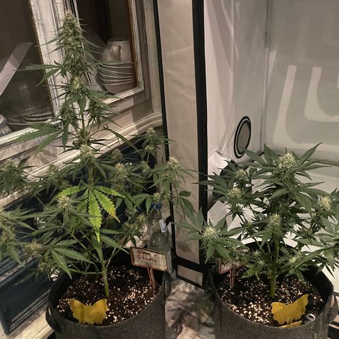 Guave x gelato 41 auto growlog timeline photo