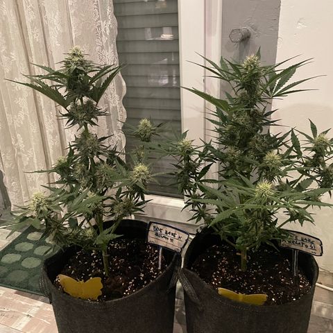 Guave x gelato 41 auto growlog timeline photo