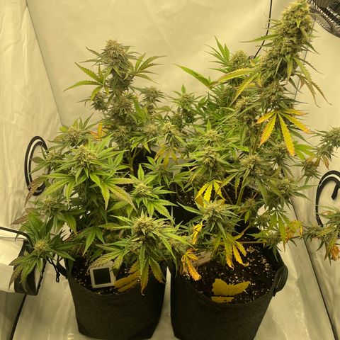 Guave x gelato 41 auto growlog timeline photo