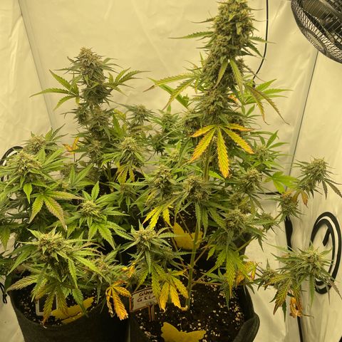 Guave x gelato 41 auto growlog timeline photo