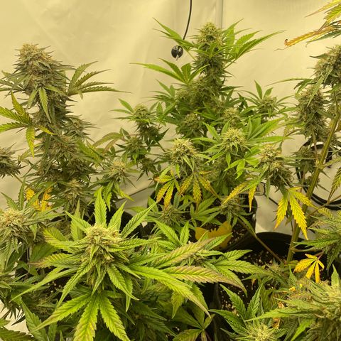 Guave x gelato 41 auto growlog timeline photo