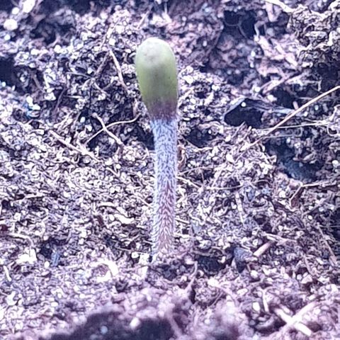Apple & Bananas growlog timeline photo