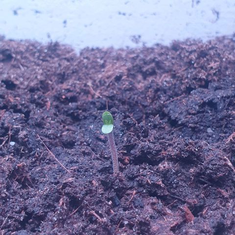 Apple & Bananas growlog timeline photo