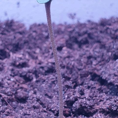 Apple & Bananas growlog timeline photo