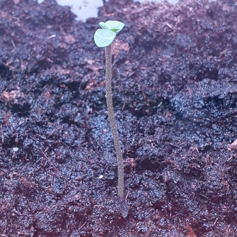 Apple & Bananas growlog timeline photo