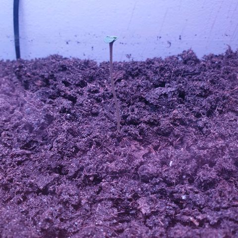 Apple & Bananas growlog timeline photo