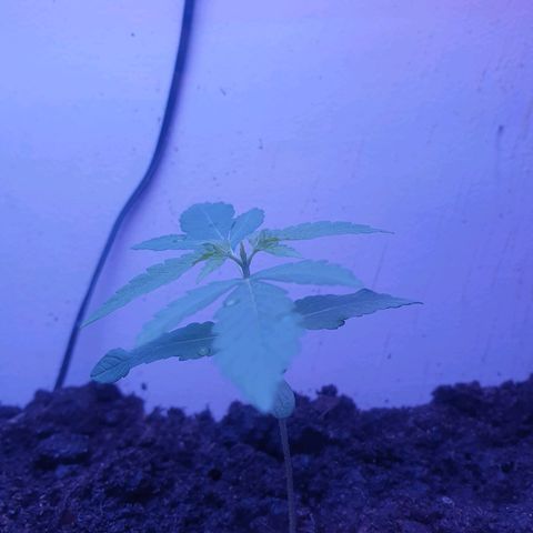 Apple & Bananas growlog timeline photo