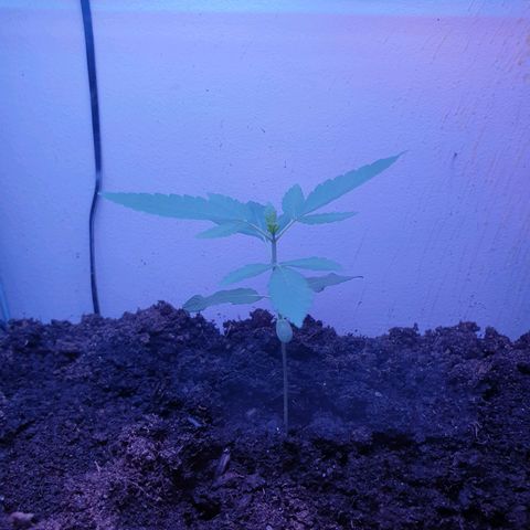 Apple & Bananas growlog timeline photo