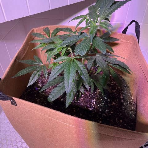Gary P growlog photo: Just got fed 😎gettin big on you foos watchout 