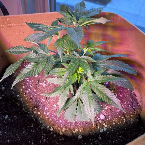 Gary P growlog timeline photo