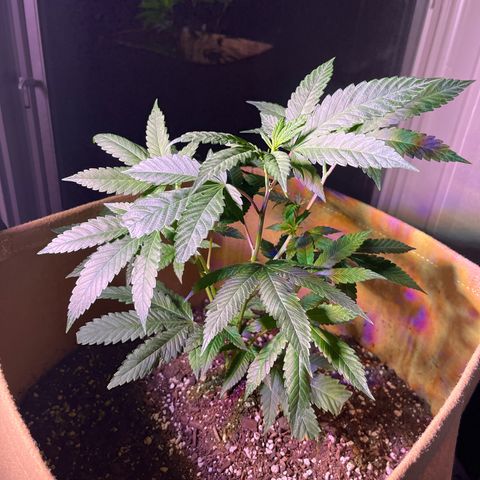 Gary P growlog photo: 🔥