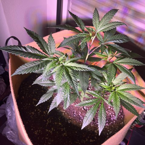 Gary P growlog photo: Low stress training tomorrow 