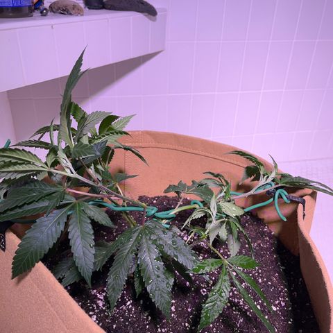 Gary P growlog photo: LST