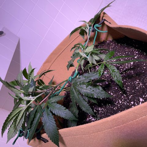 Gary P growlog photo: LST