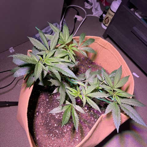 Gary P growlog photo: Settling into training 