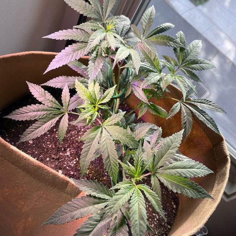 Gary P growlog photo: Lst Results