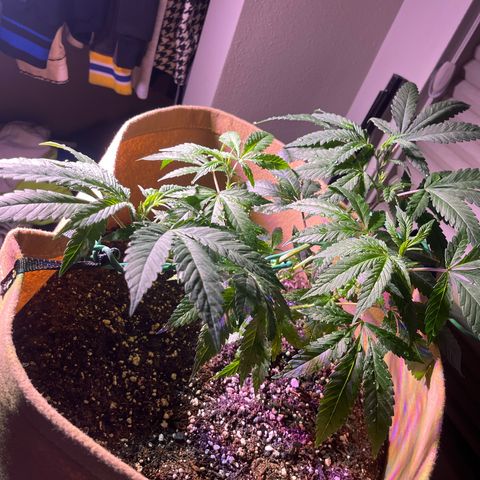 Gary P growlog timeline photo