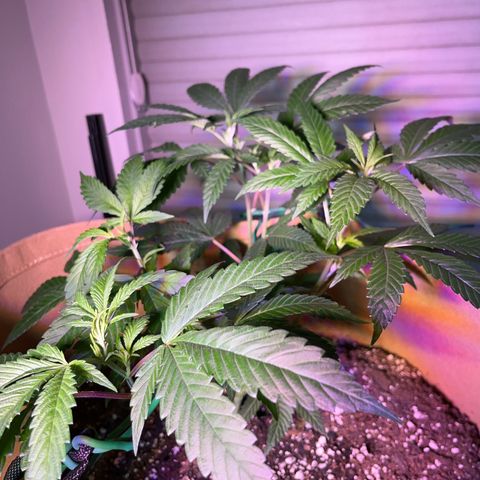 Gary P growlog timeline photo