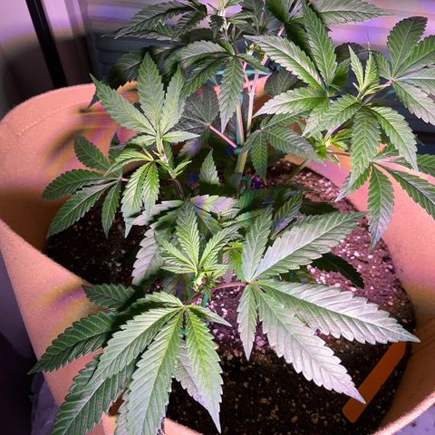 Gary P growlog timeline photo