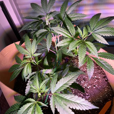 Gary P growlog timeline photo