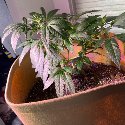 Gary P growlog photo: Major developments from LST. Nutrients today gonna come in handy. 