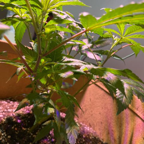 Gary P growlog photo: Major developments from LST. Nutrients today gonna come in handy. 
