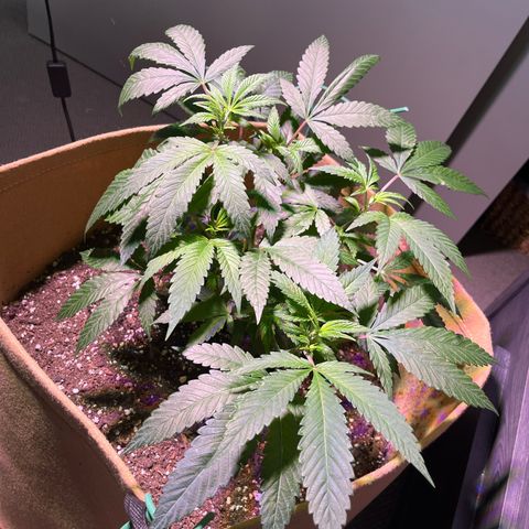 Gary P growlog photo: Major developments from LST. Nutrients today gonna come in handy. 