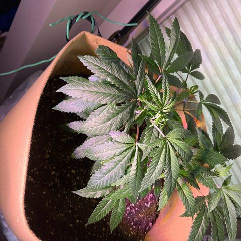 Gary P growlog photo: Major developments from LST. Nutrients today gonna come in handy. 