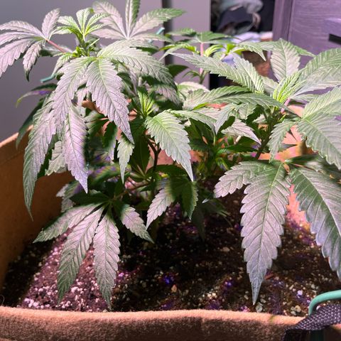 Gary P growlog photo: HAPPY 4/20!