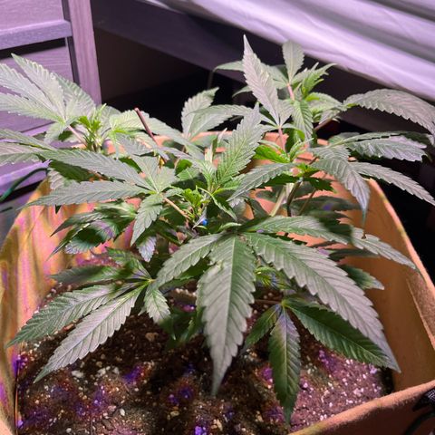 Gary P growlog photo: Who got that fye😎🔥