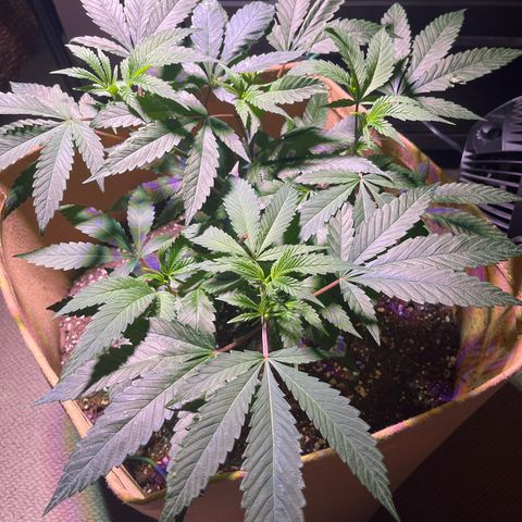 Gary P growlog timeline photo