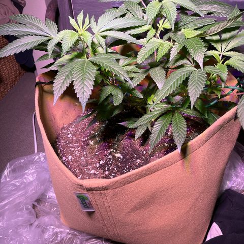 Gary P growlog timeline photo