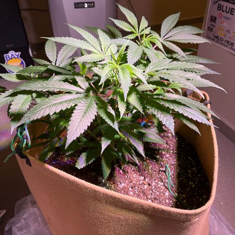 Gary P growlog photo: Looking good