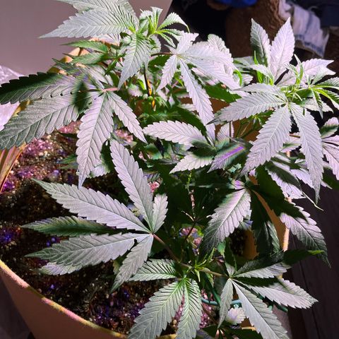 Gary P growlog photo: Training 3X yesterday