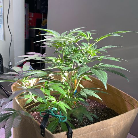 Gary P growlog timeline photo