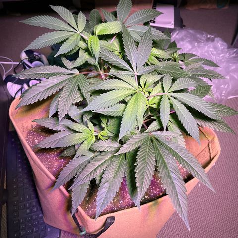 Gary P growlog timeline photo
