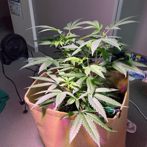 Gary P growlog timeline photo