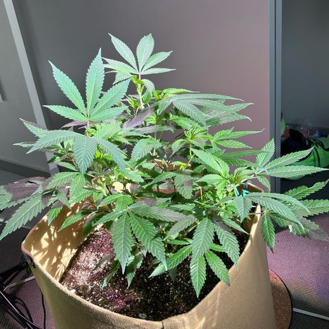 Gary P growlog timeline photo