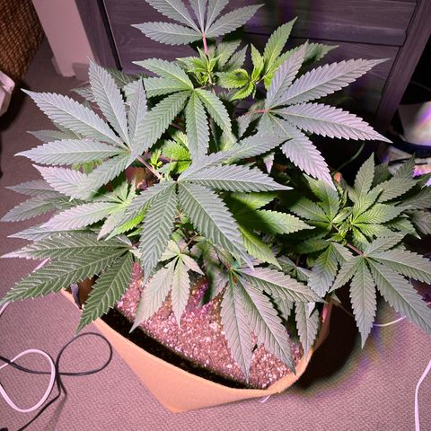 Gary P growlog timeline photo
